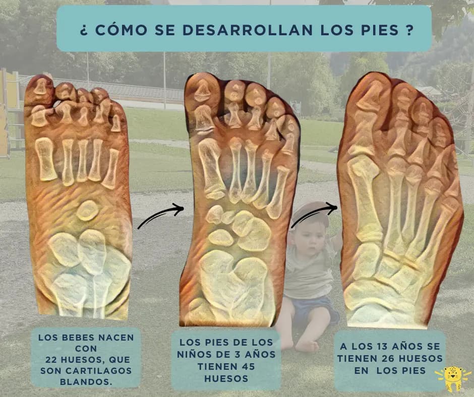 Los huesos desde el nacimiento hasta los 13 años - Desarrollo del pie infantil