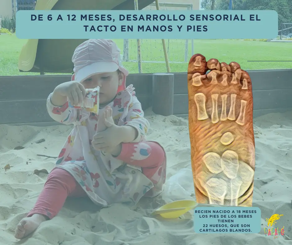 22 huesos hasta los 18 meses - Desarrollo del pie del bebé