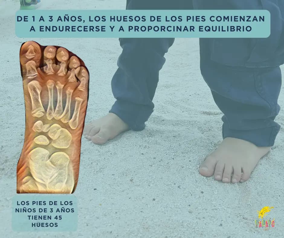 45 huesos a los 3 años - Desarrollo del pie del niño